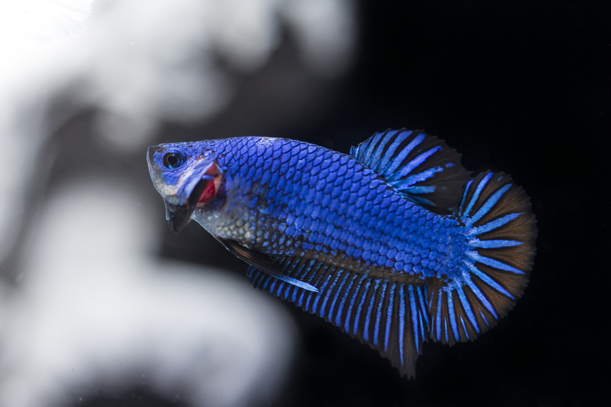 emmybetta betta thailand sell